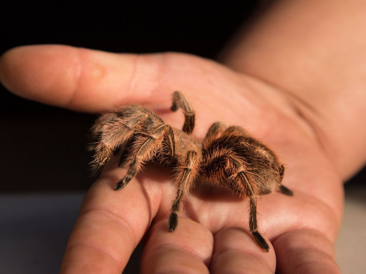 Паук птицеед домашний