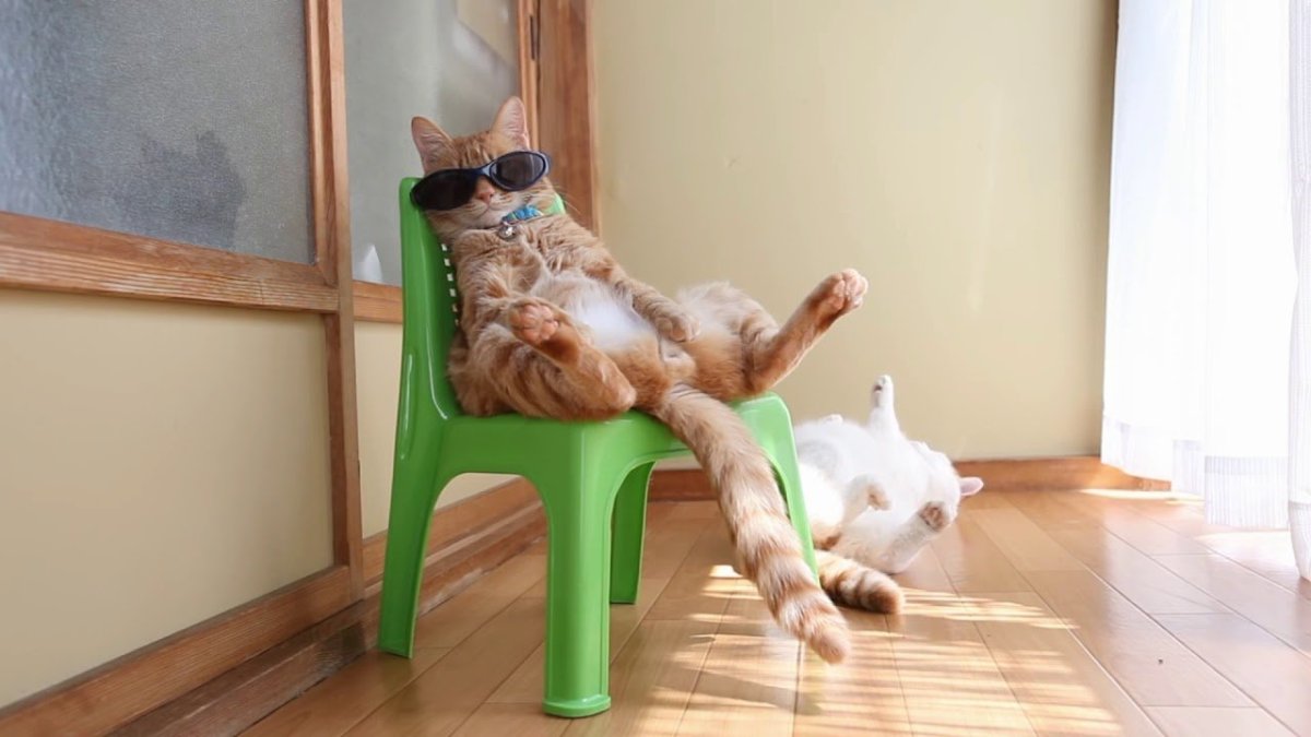 Поза кота йога