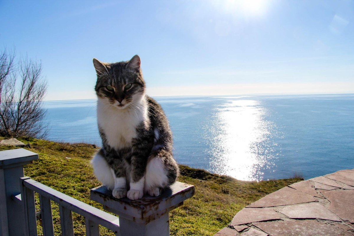 Котик на море