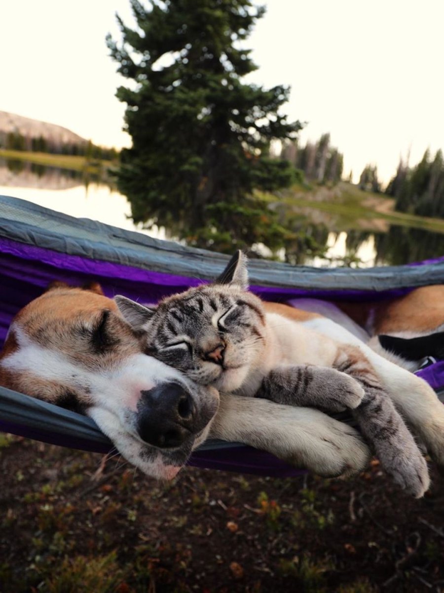 Животные отдыхают