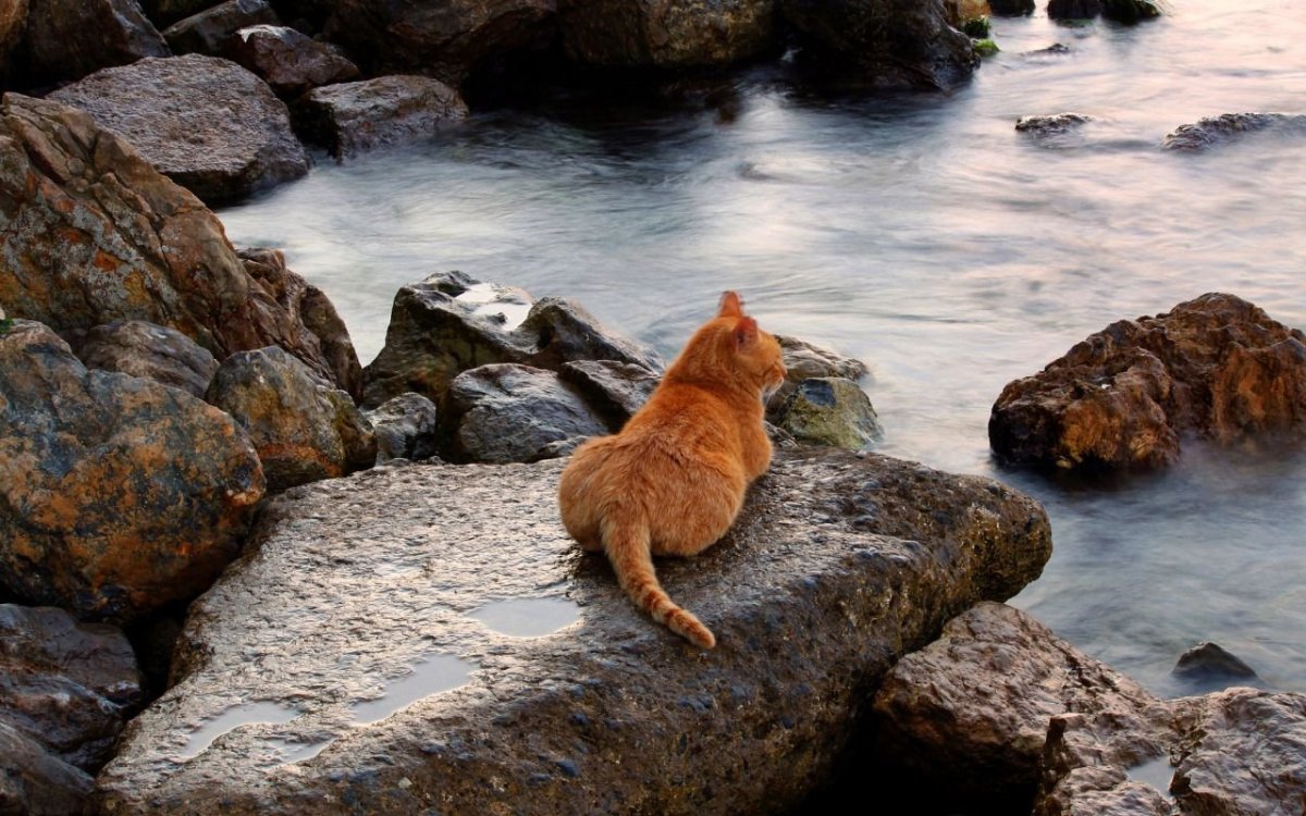 Рыжая кошка на берегу моря