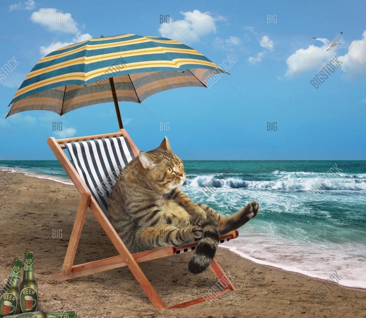 Кот на шезлонге