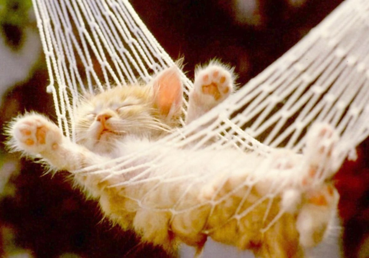 Кот спит в гамаке