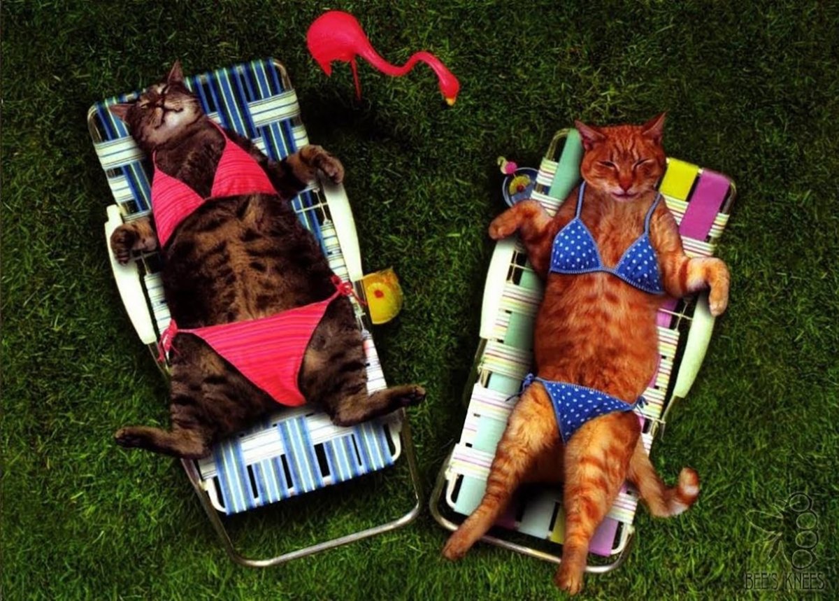 Котик в отпуске