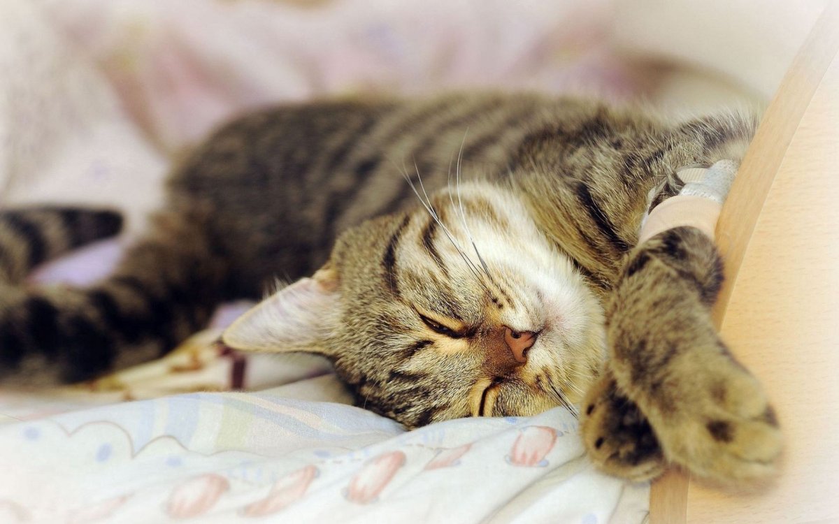 Котенок в кровати