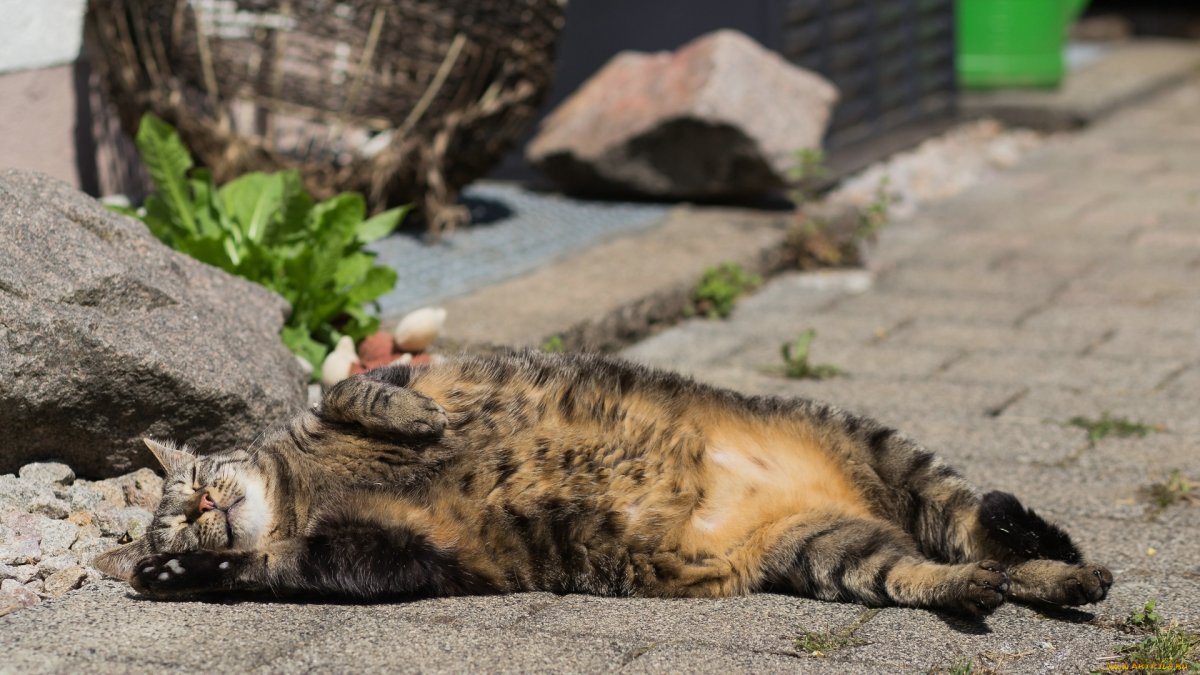 Котенок отдыхает