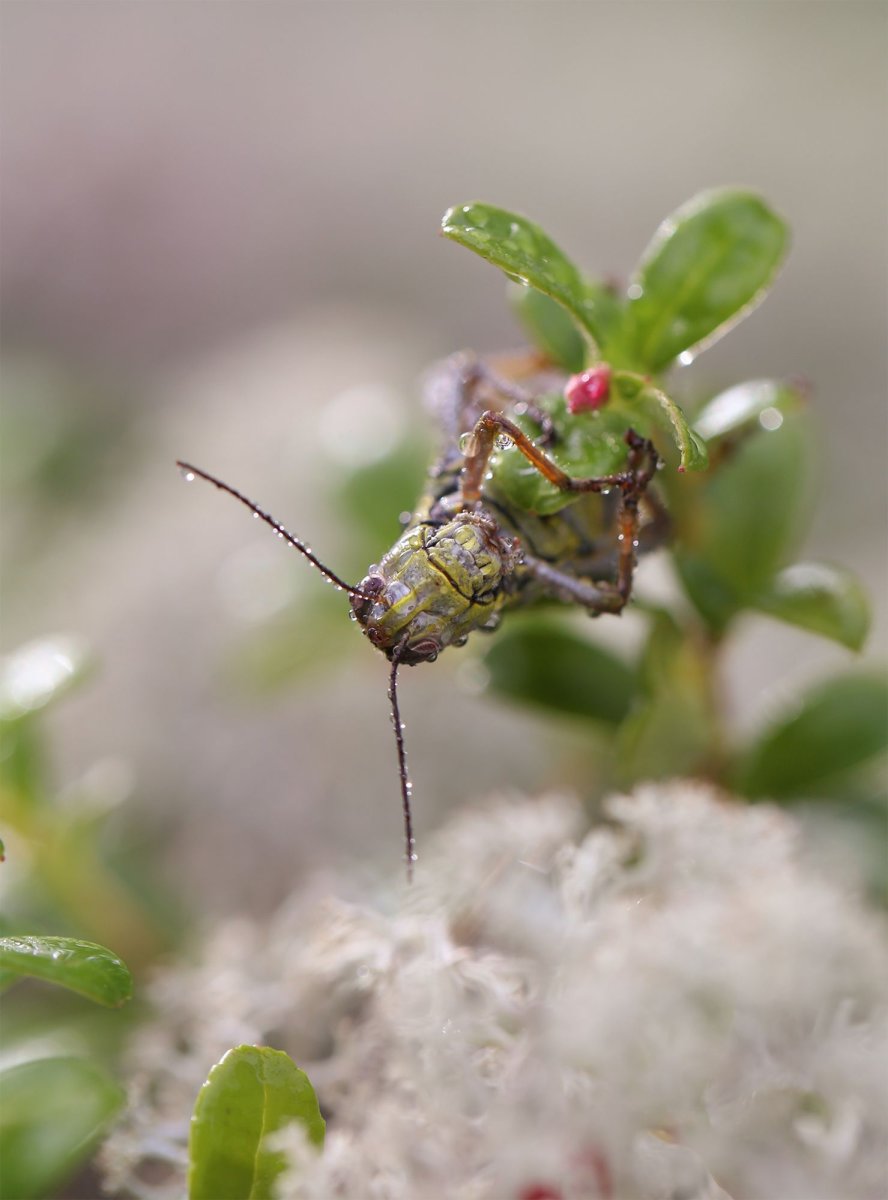 Астраханская мошка крокодил