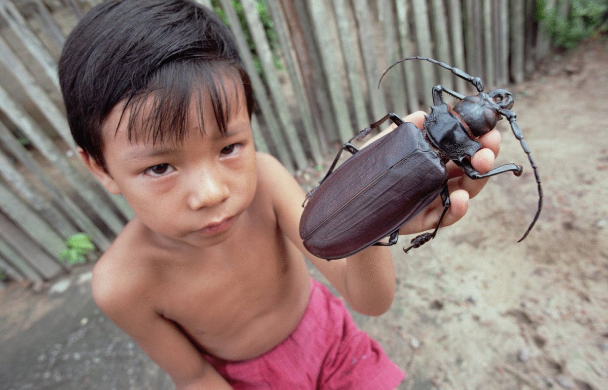 Орхидная пчела