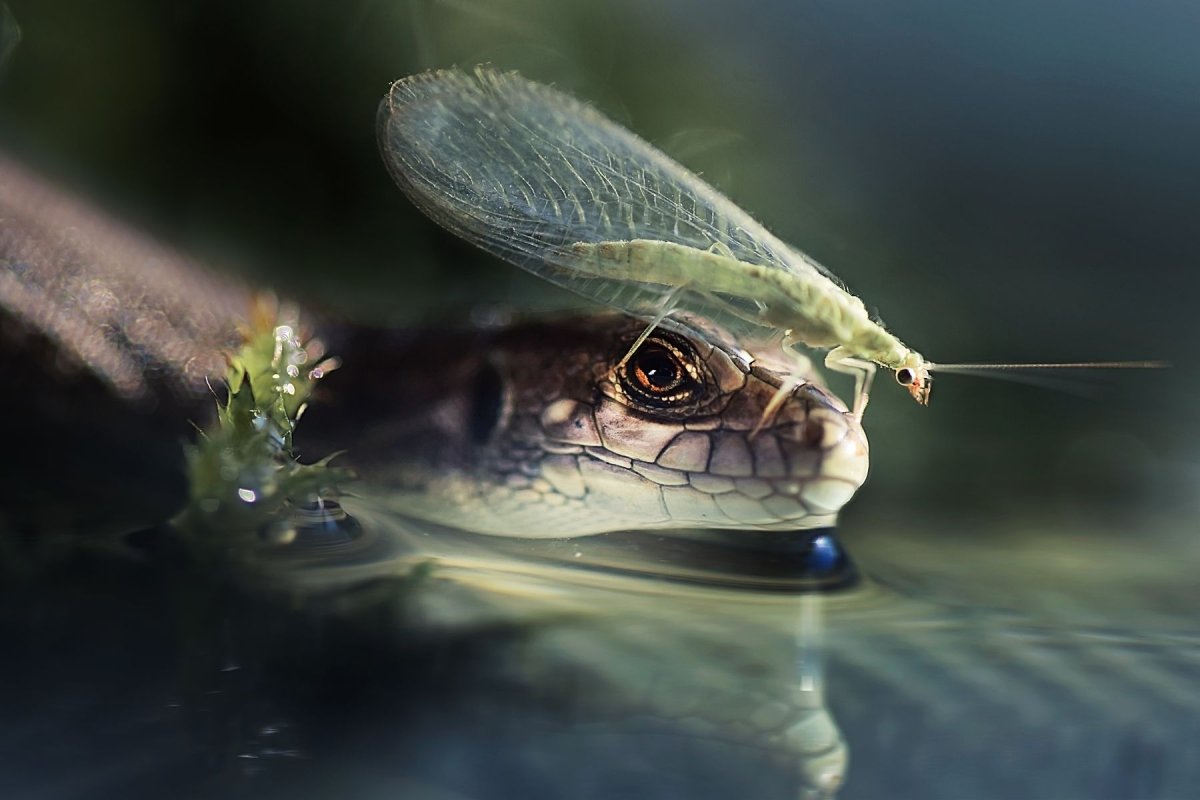 Богомол Мантис(бабочка)