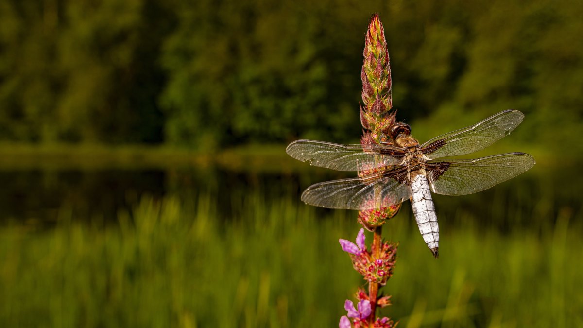 Dragonfly дракон