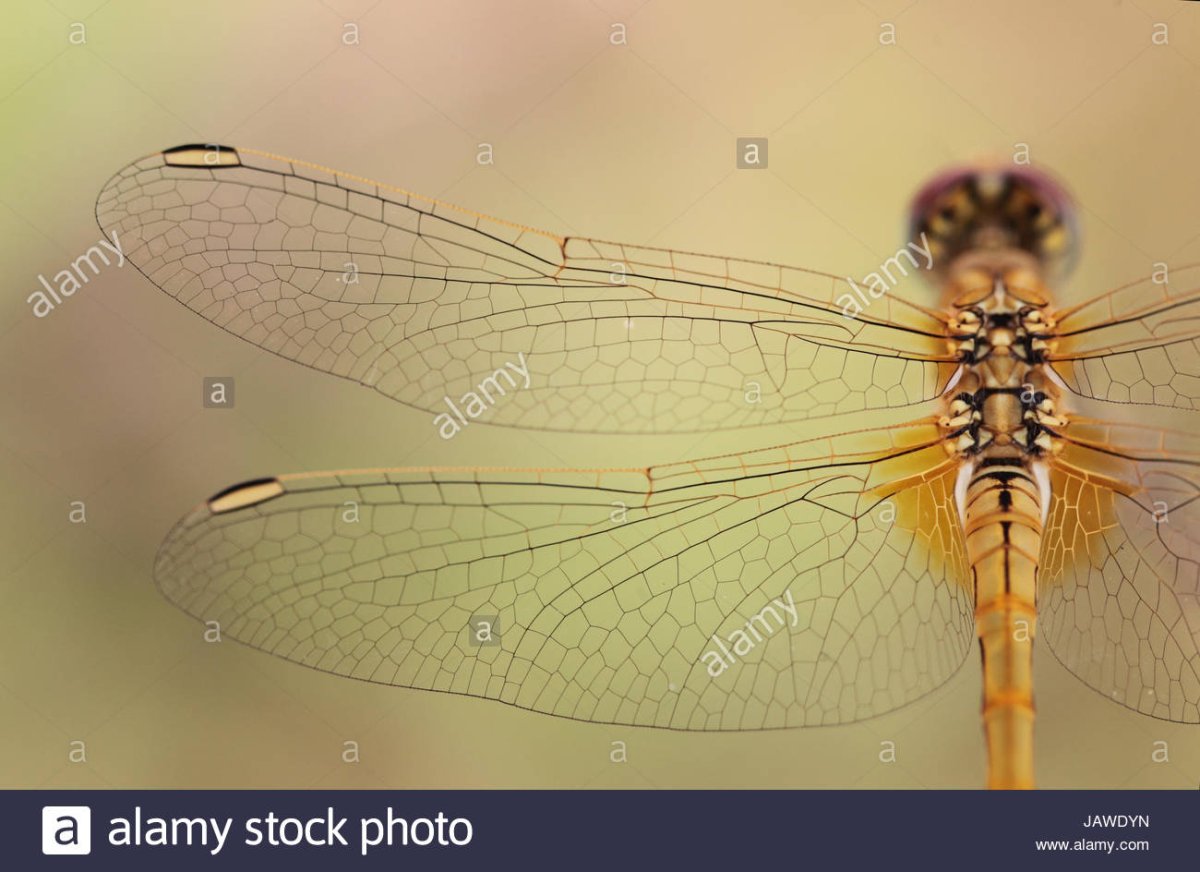 Крылатые насекомые Якутии