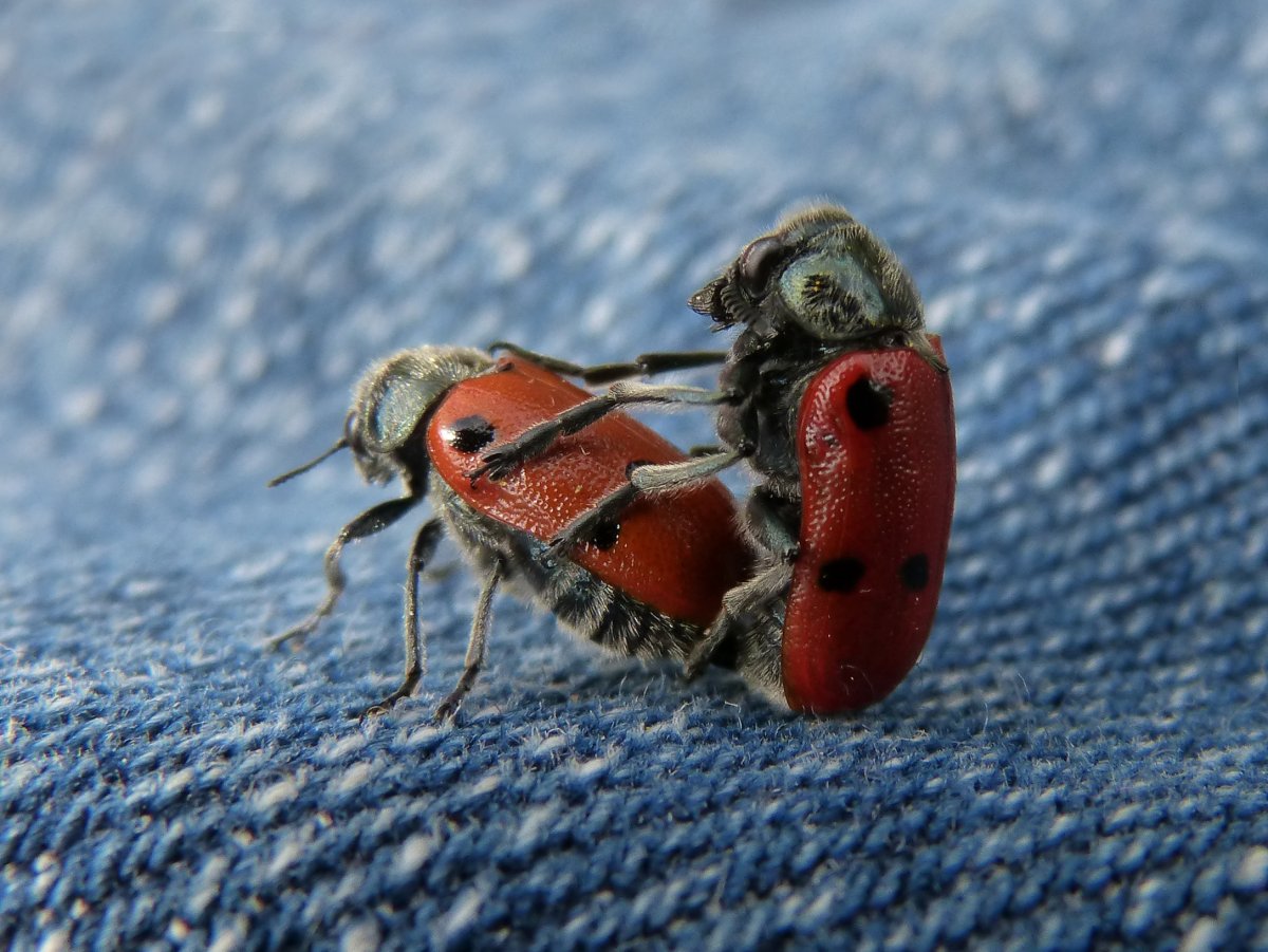 Летающие насекомые Подмосковья