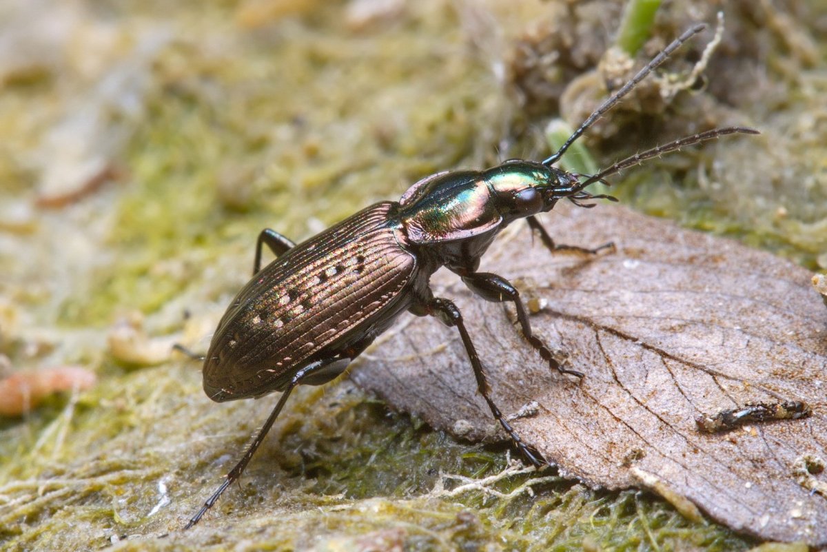 Дозорщик-Император (Anax Imperator)