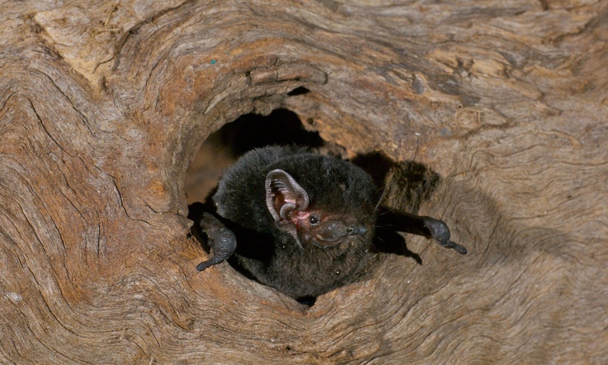 Малая вечерница в дупле