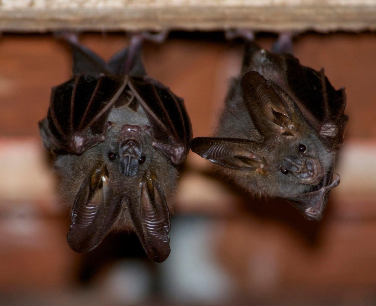 Крылан Чапмана