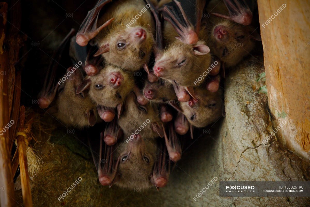 Гнездо летучего мыша