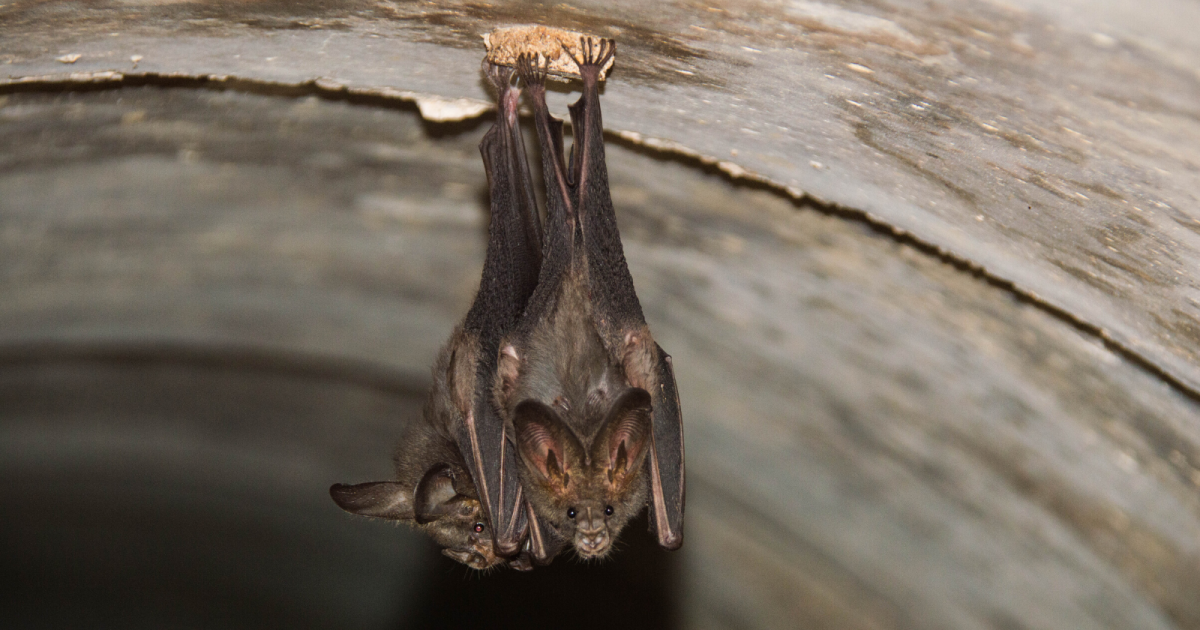 Are bat droppings Dangerous to Dogs?