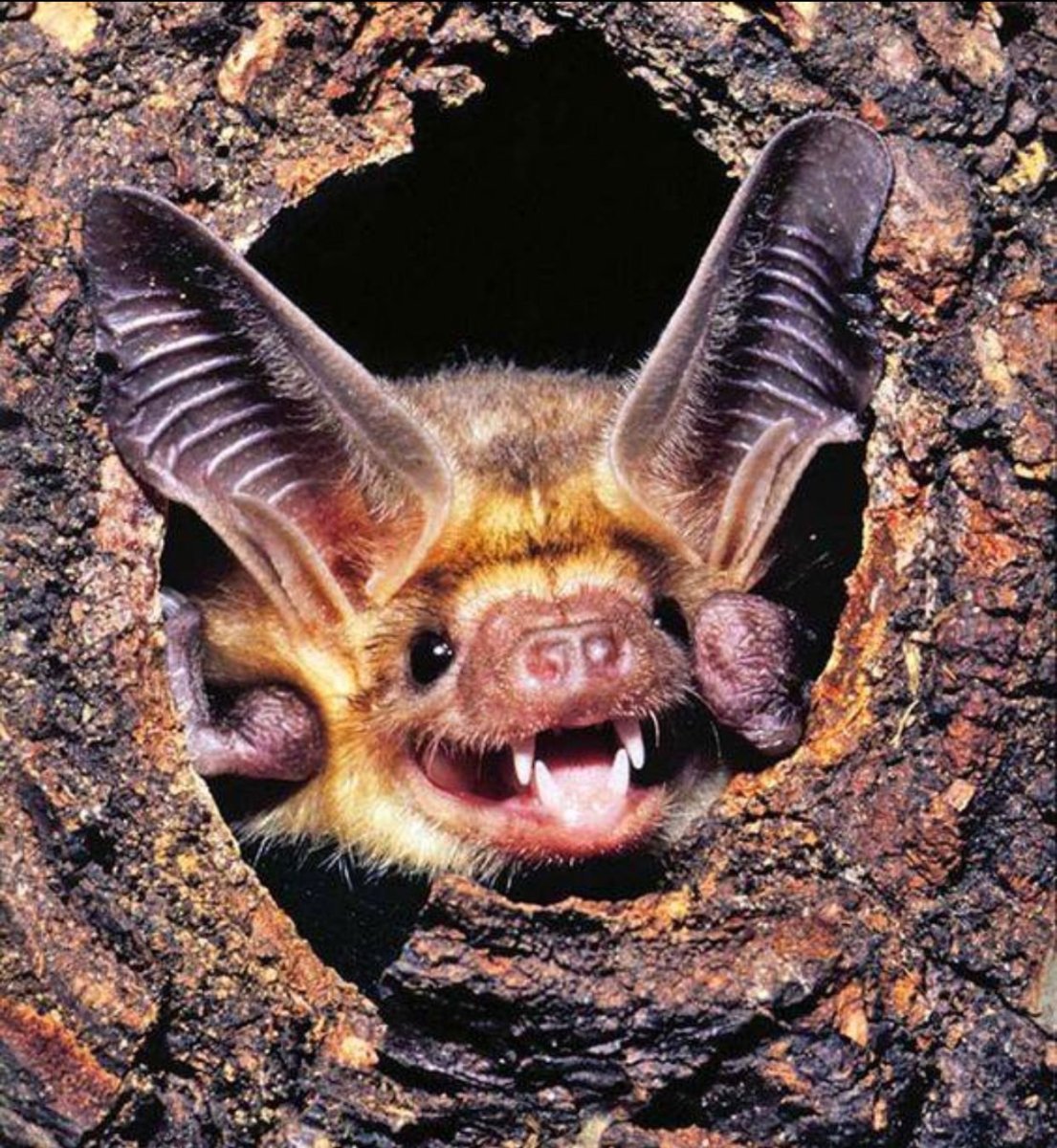 Смешная летучая мышь