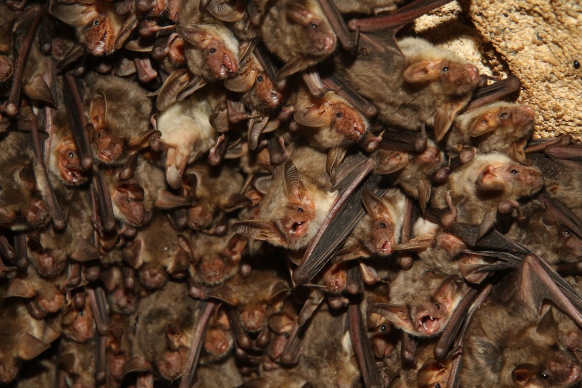 Колонии рукокрылых