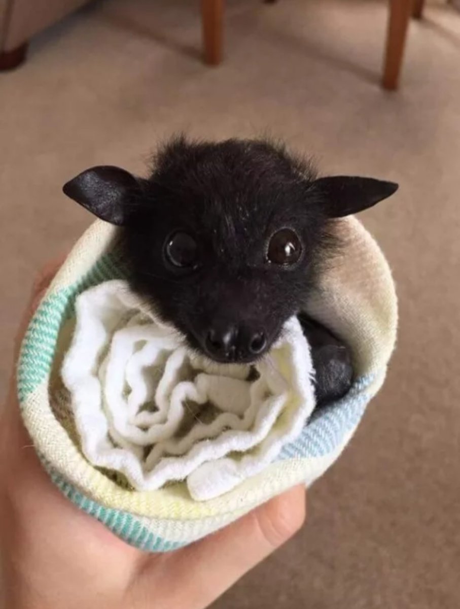 Летучая мышь милая