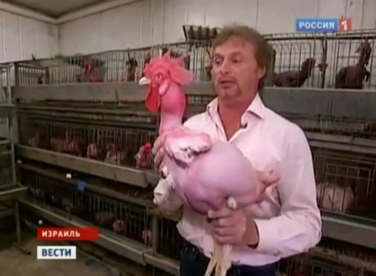 Израильская лысая порода кур