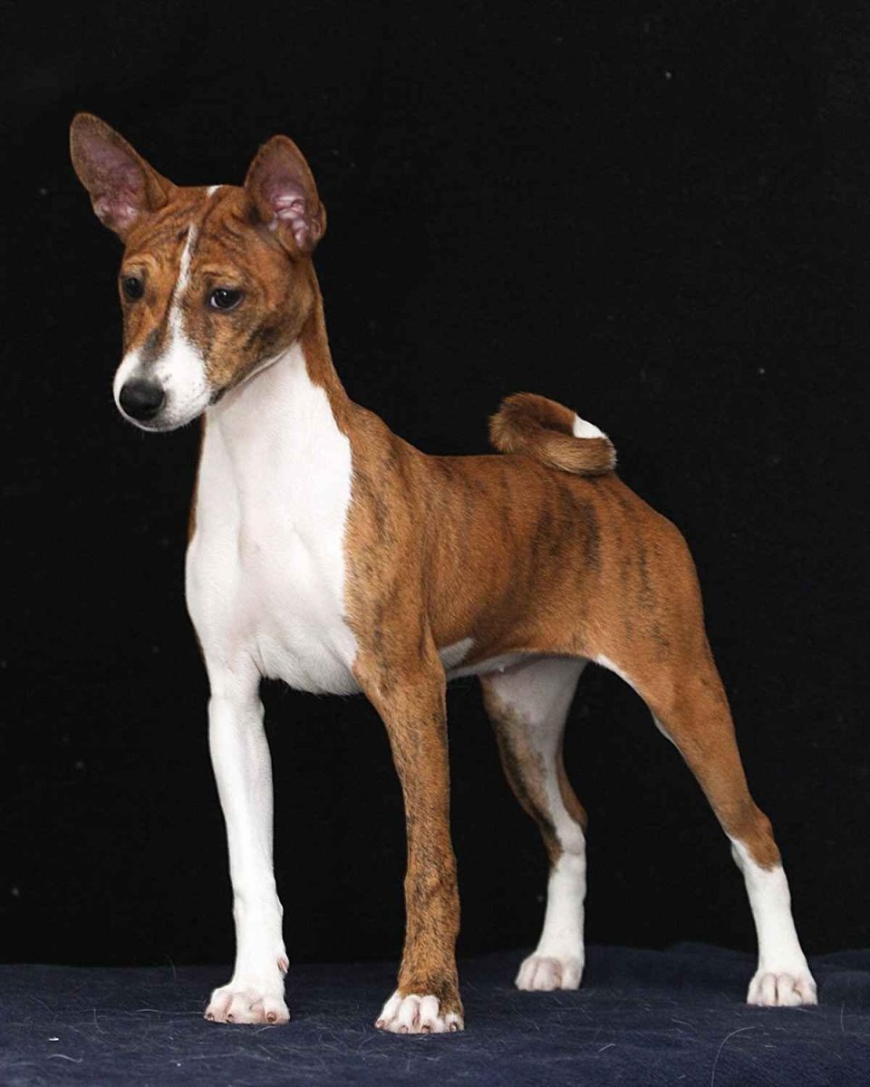 Басенджи тигровый