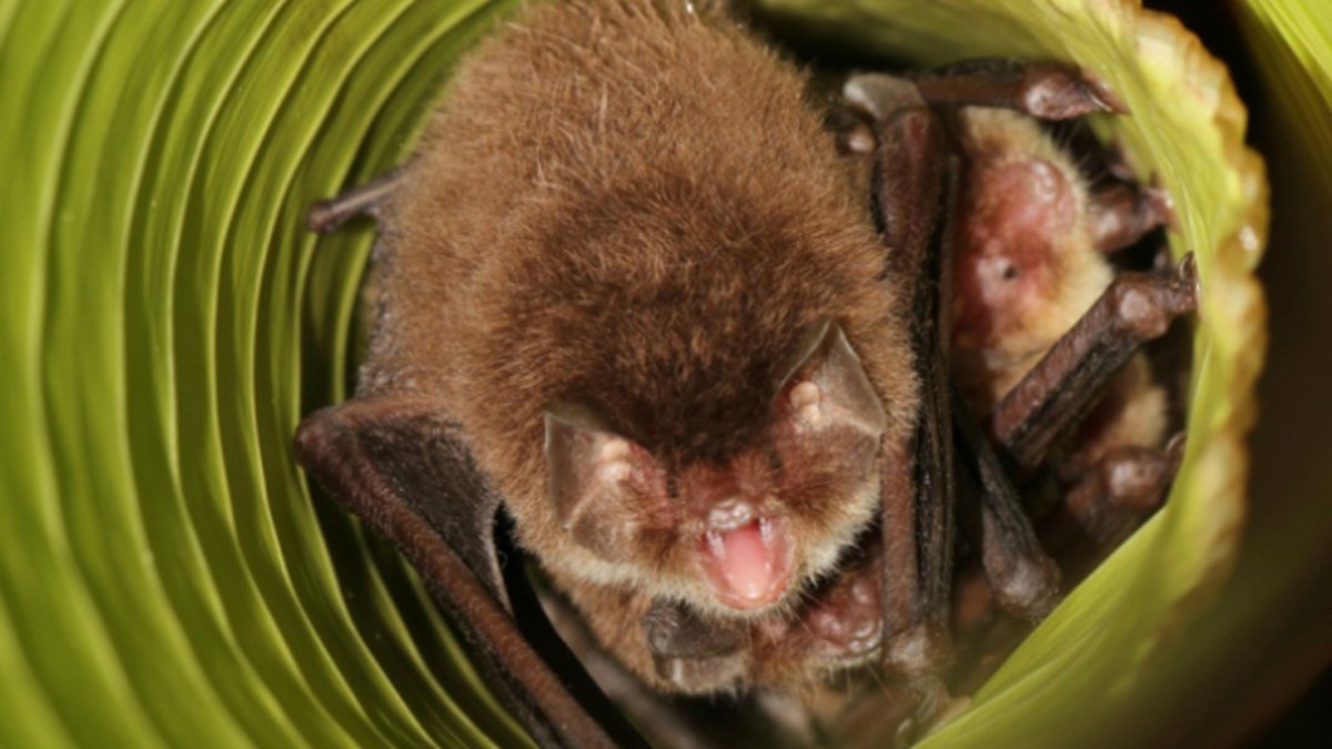 Мадагаскарский присосконог