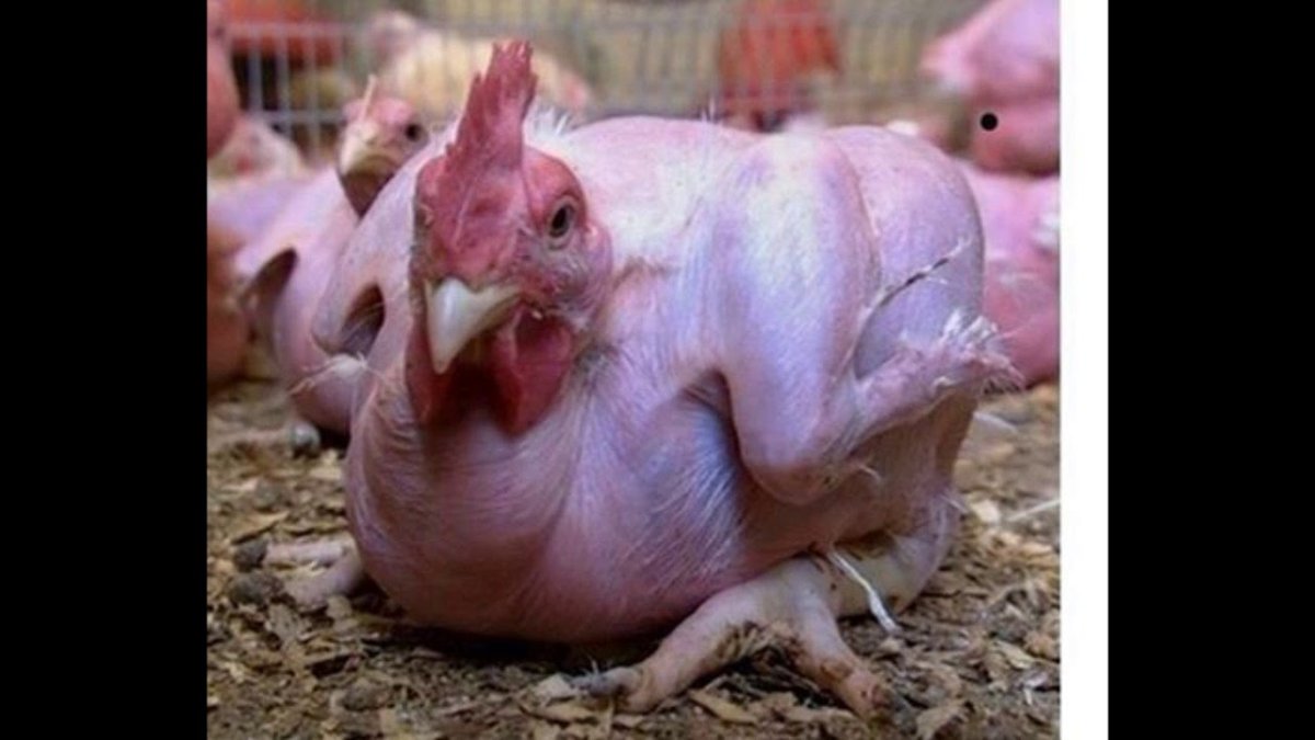 Общипанная курица