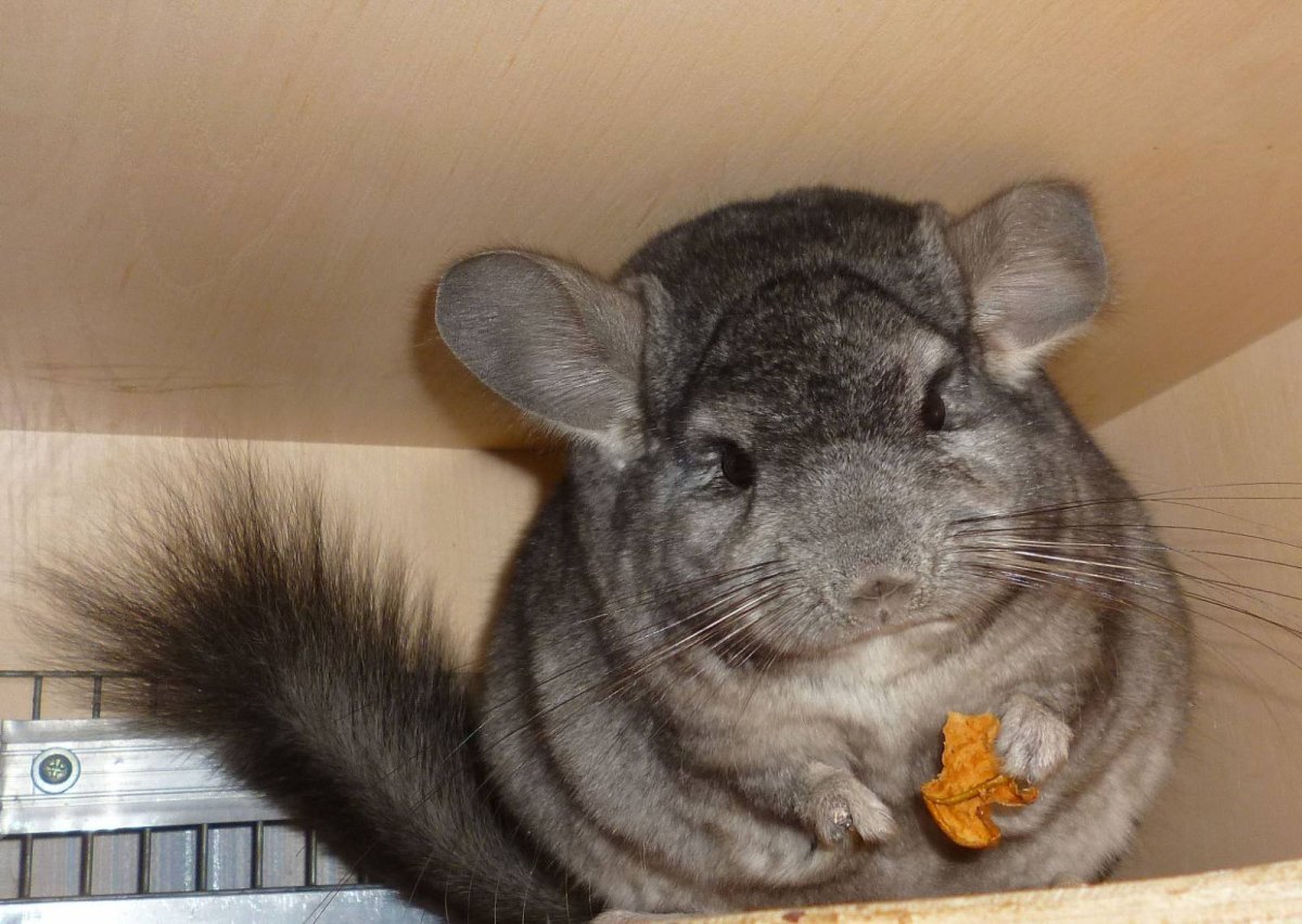 Береговая шиншилла