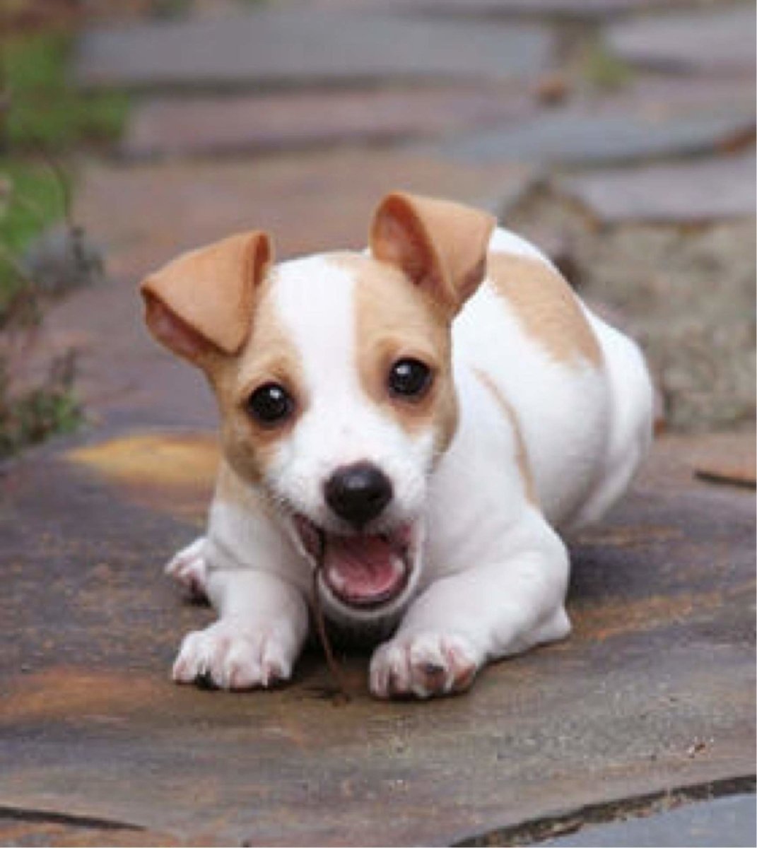 Вельш корги пемброк бежит