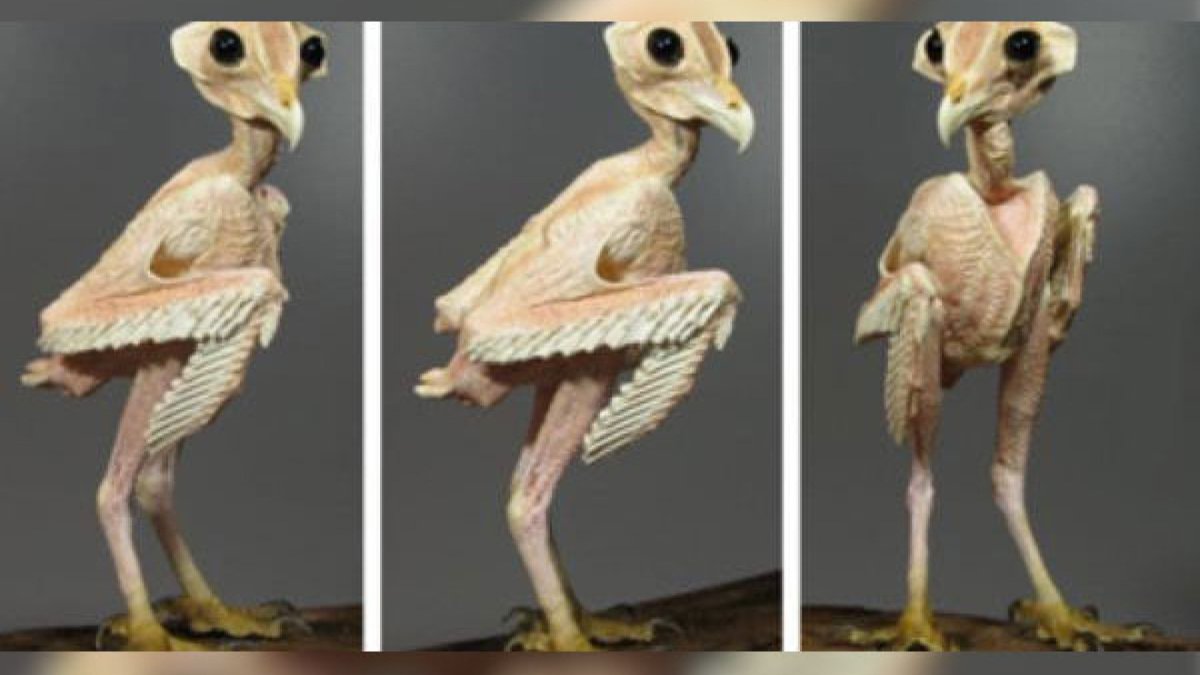 Американский петух