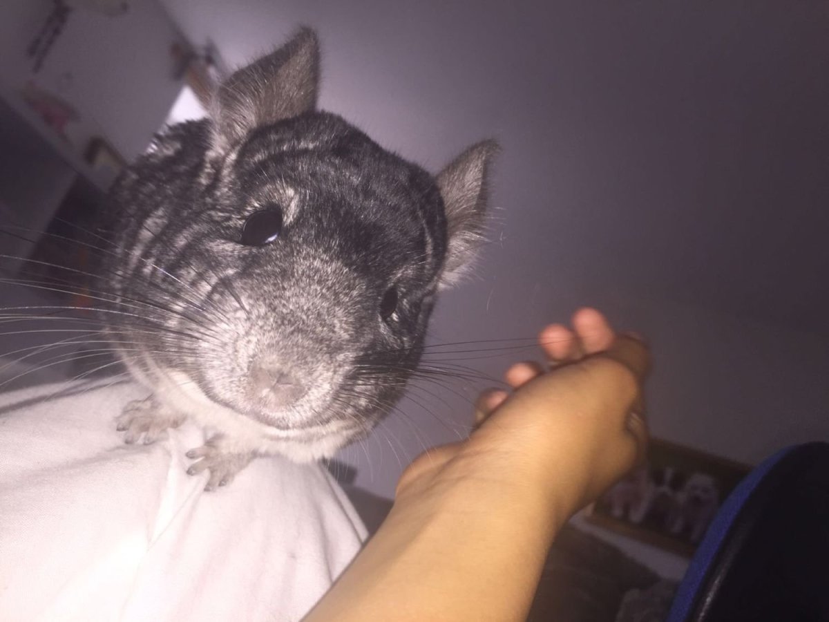 Шиншилла без шерсти