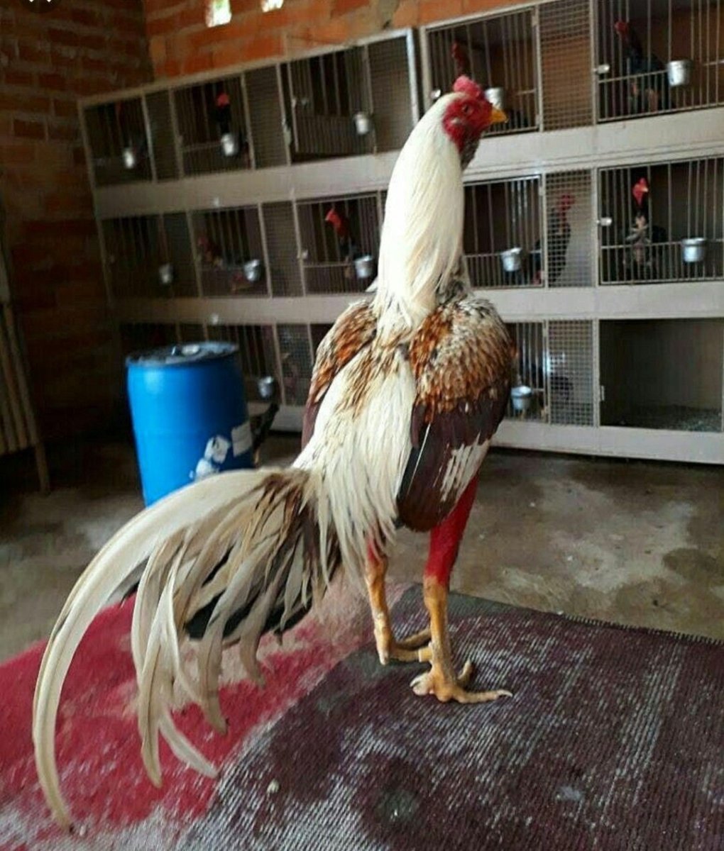 Розовые куры