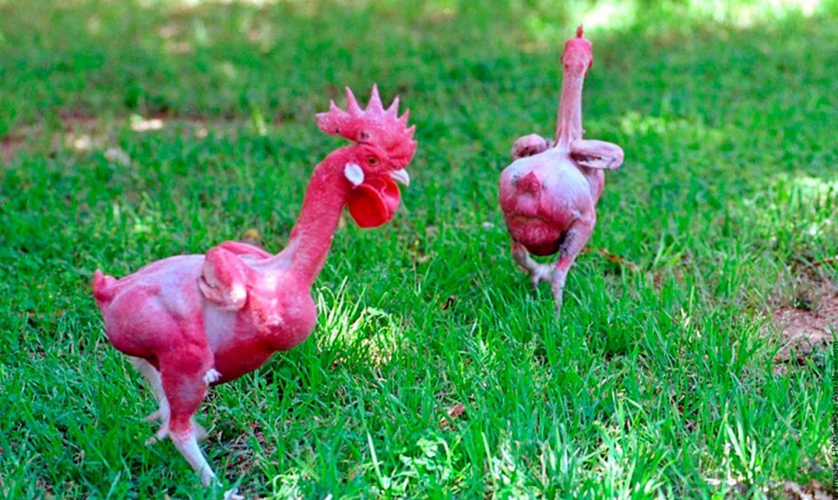 Квир курица Лола