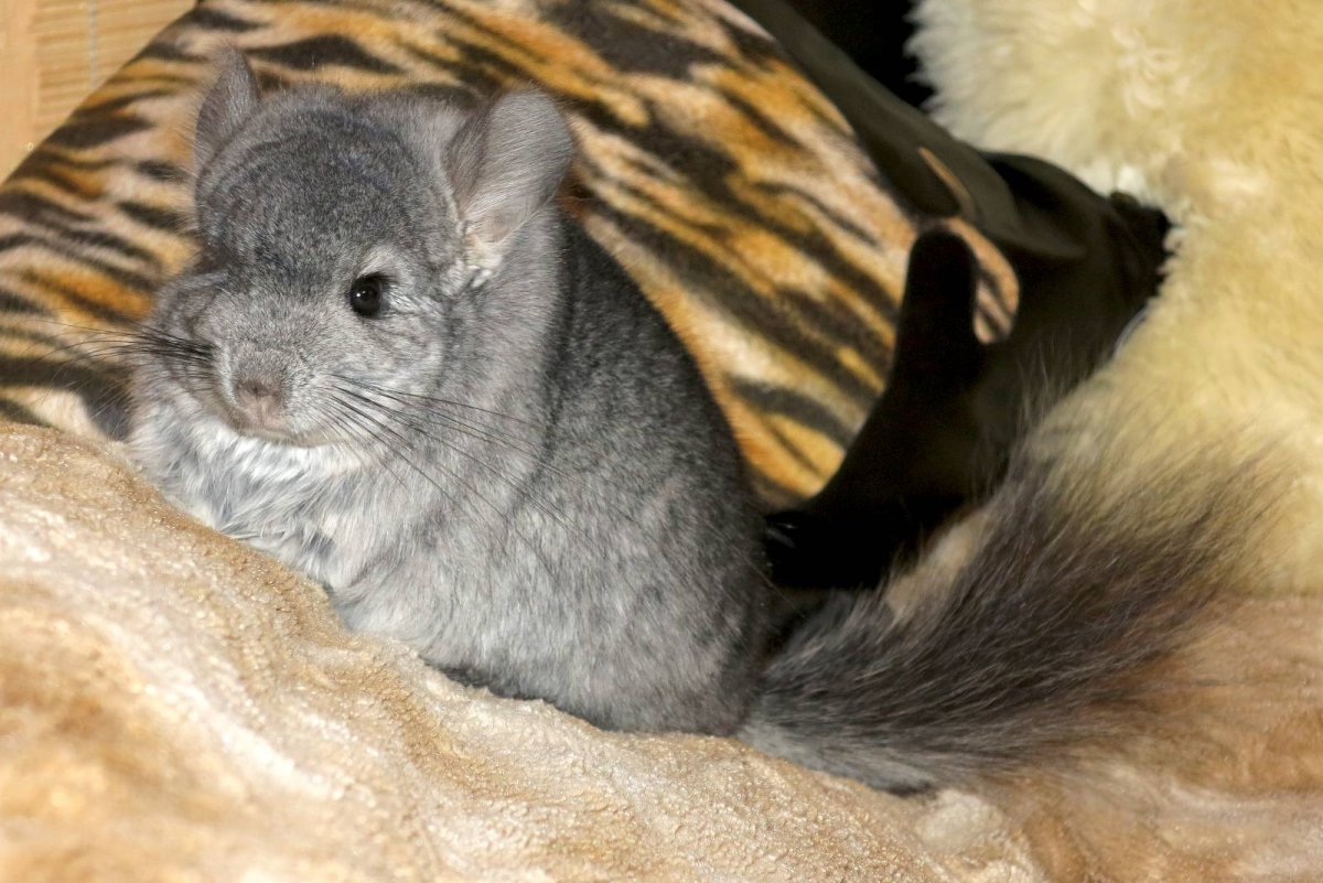 Пепельная шиншилла