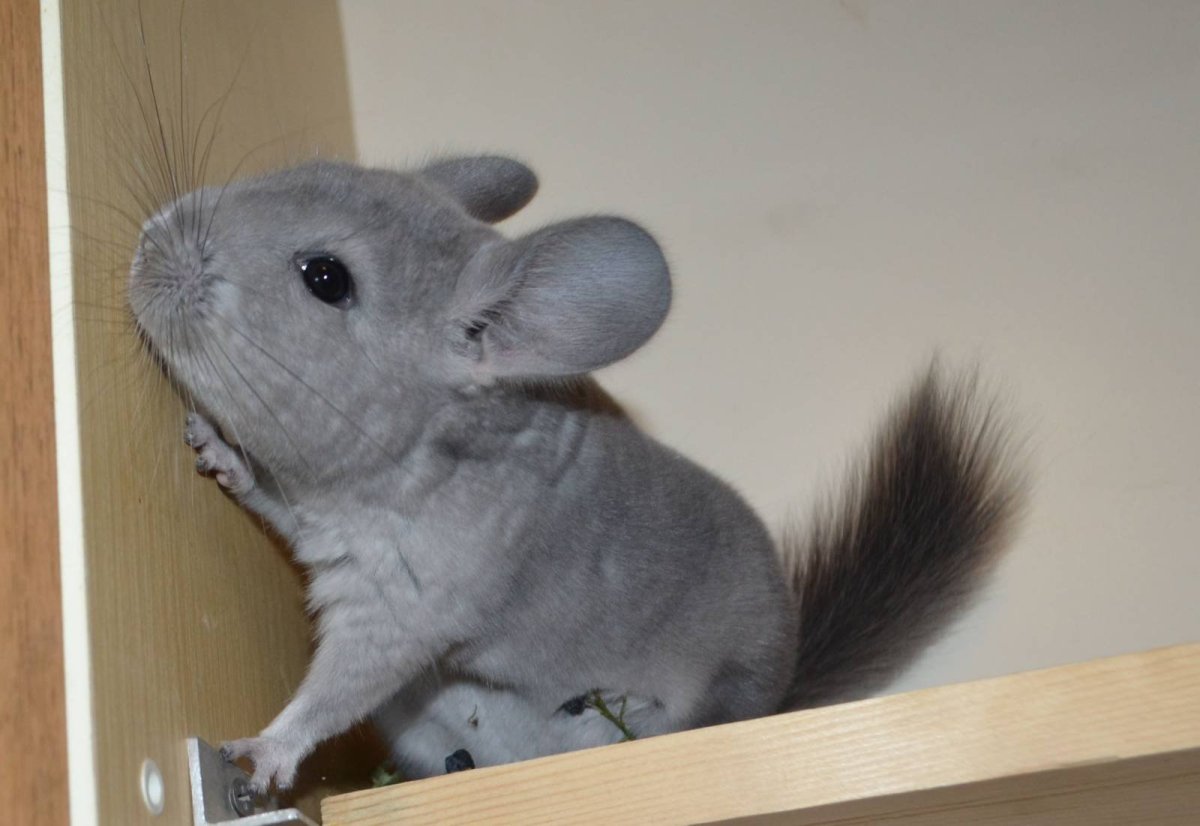 Шиншилла сфинкс