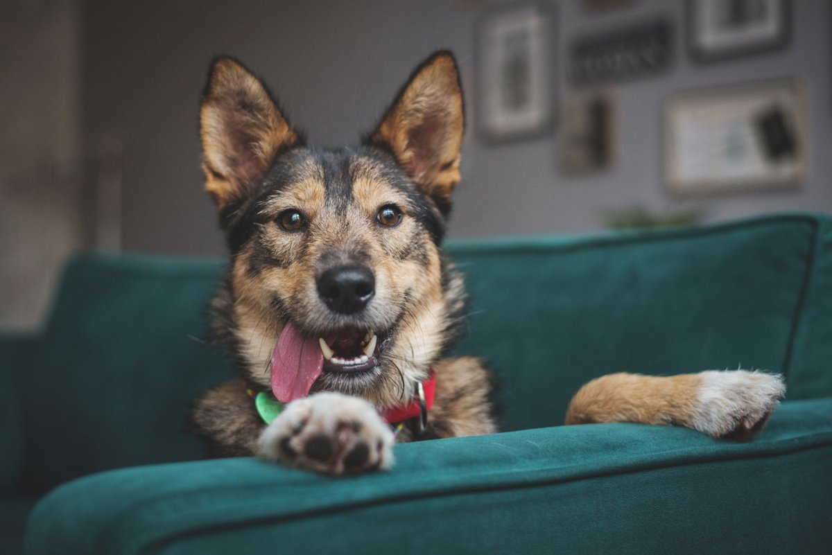 Мраморный дог