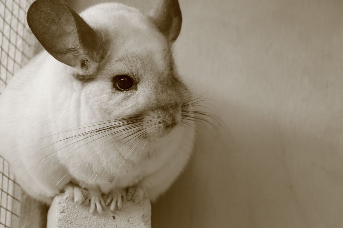 Шиншилла монстр