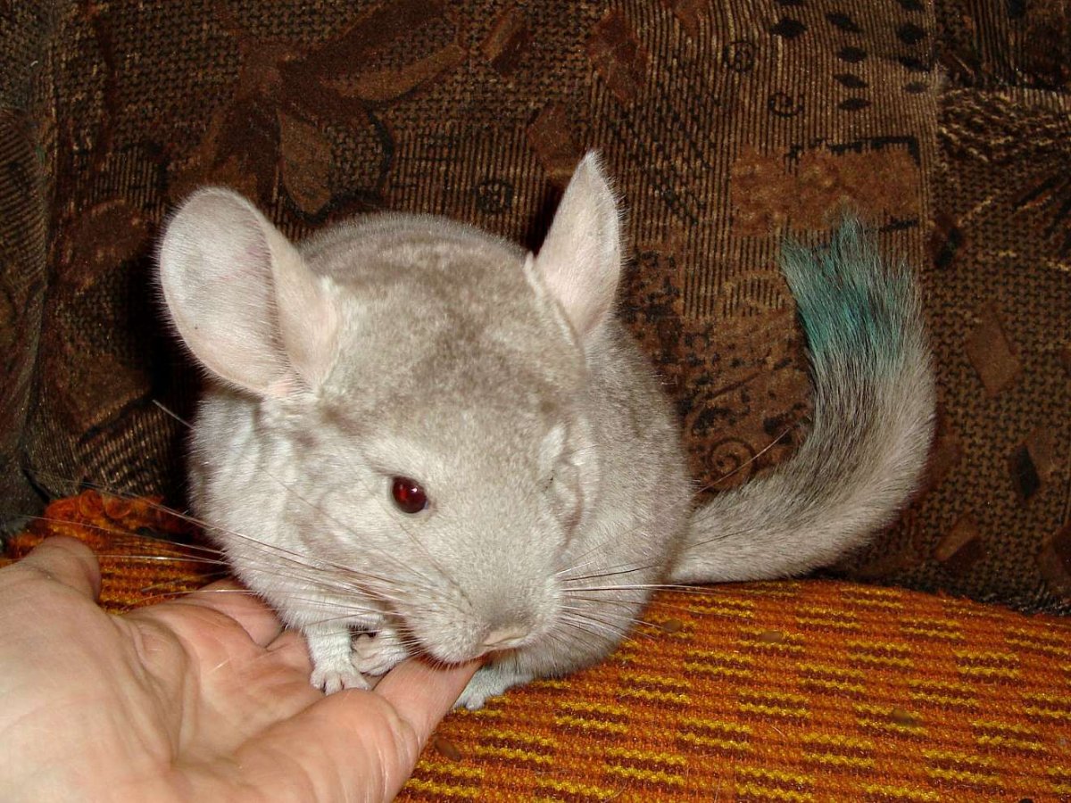 Кудрявая шиншилла