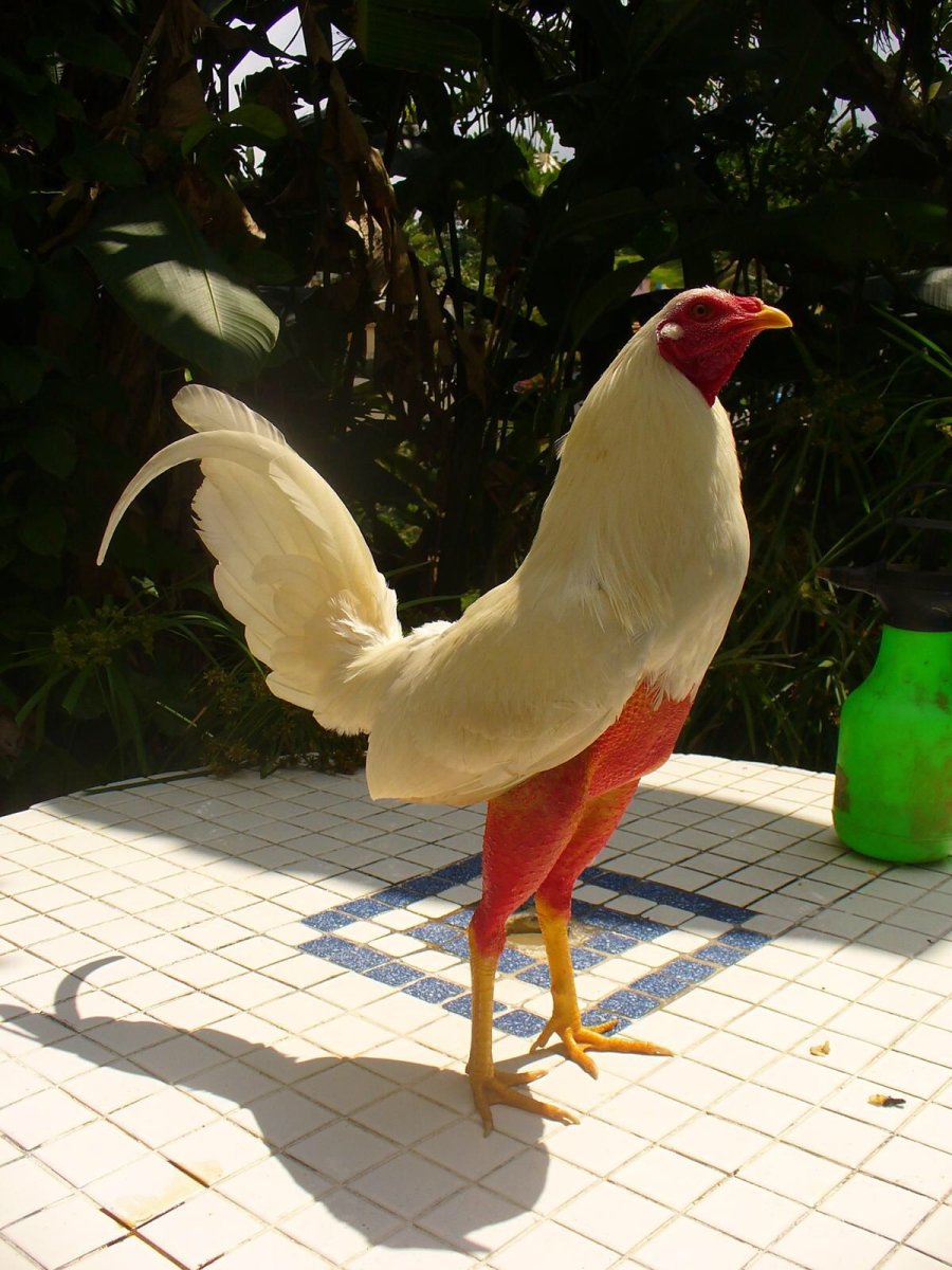 Куры породы султанка