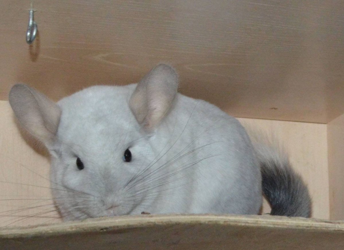 Шиншилла взрослая особь