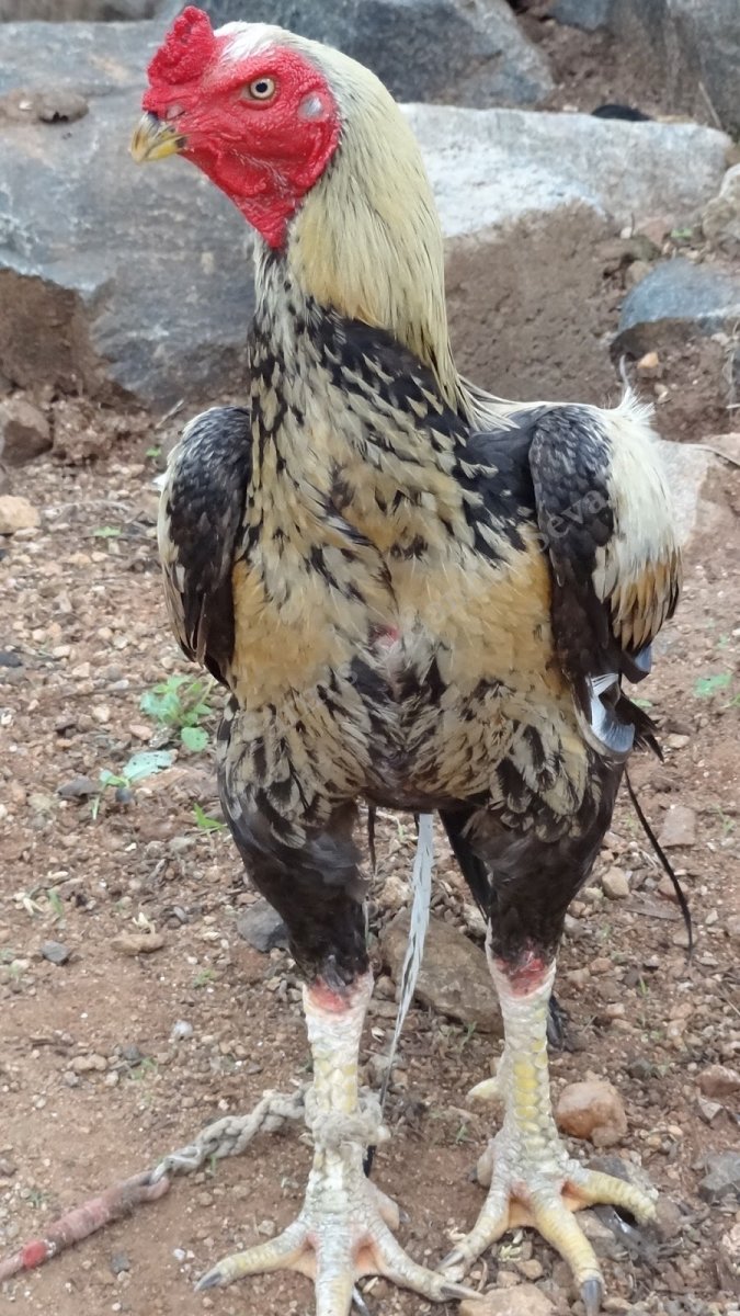 Брама черное золото