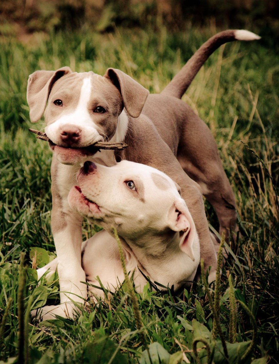 Доберман Black aesthetic