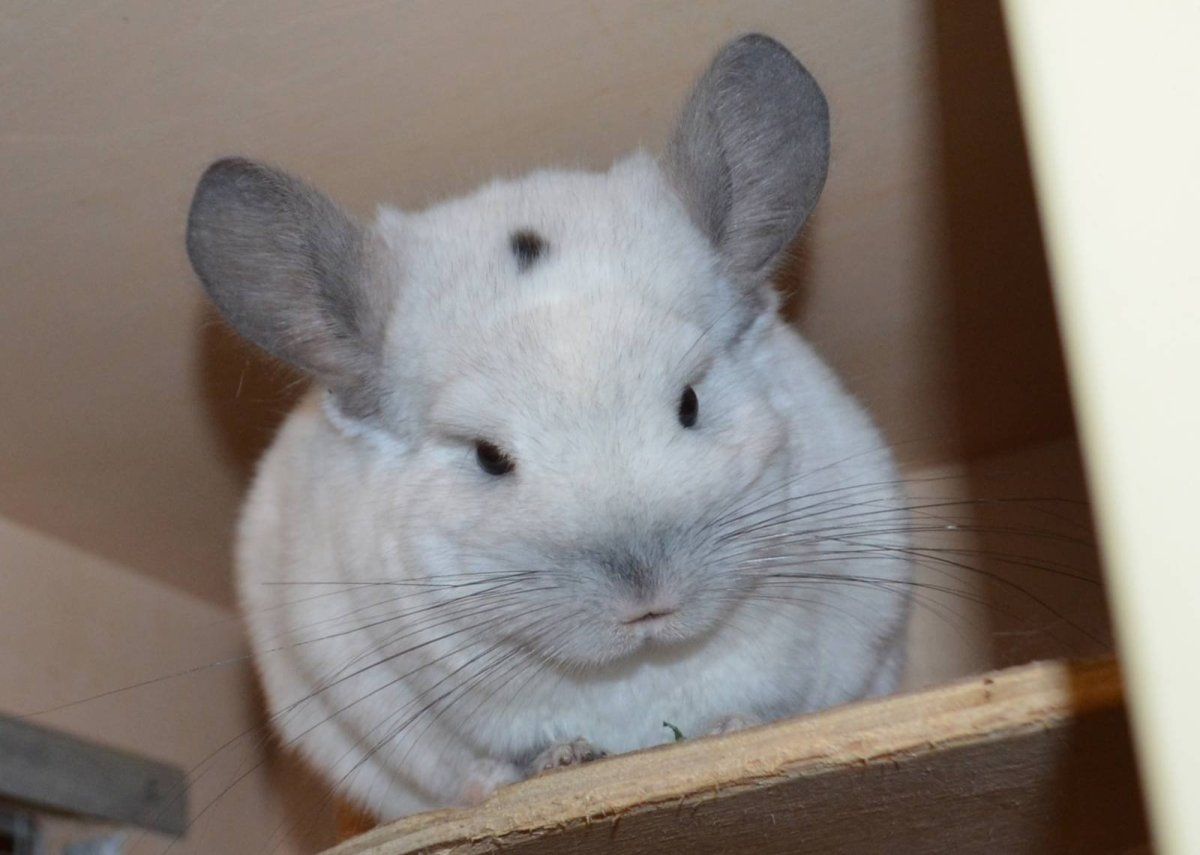 Перуанская шиншилла