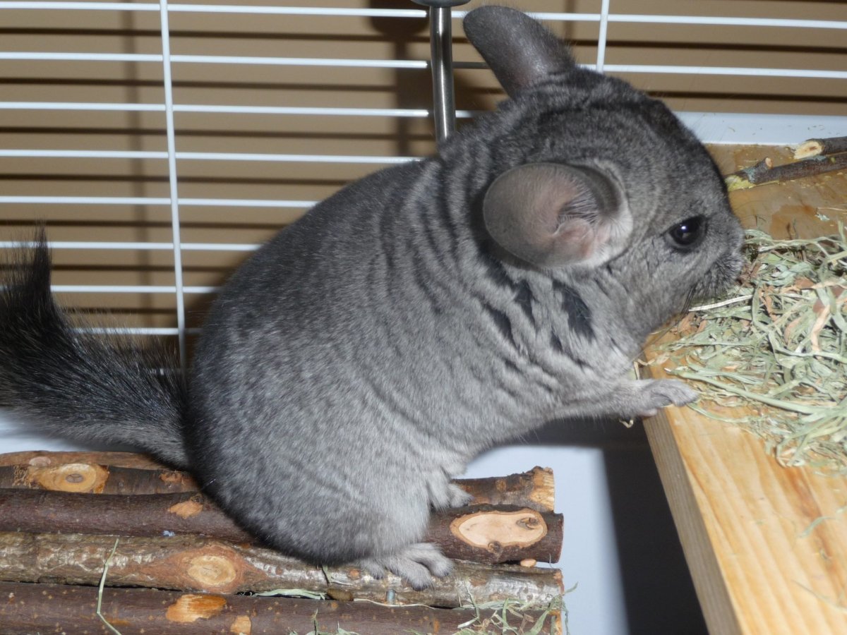 Короткохвостая шиншилла