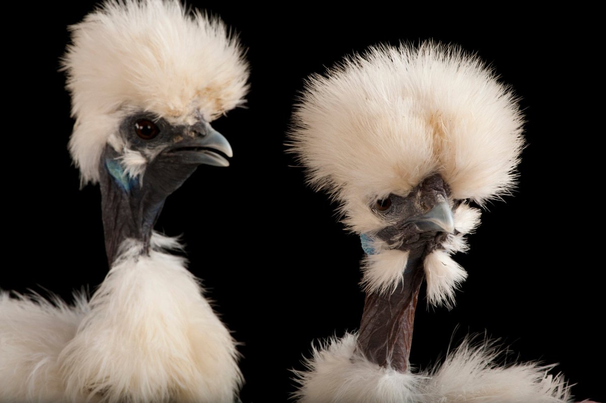 Уродливые птицы