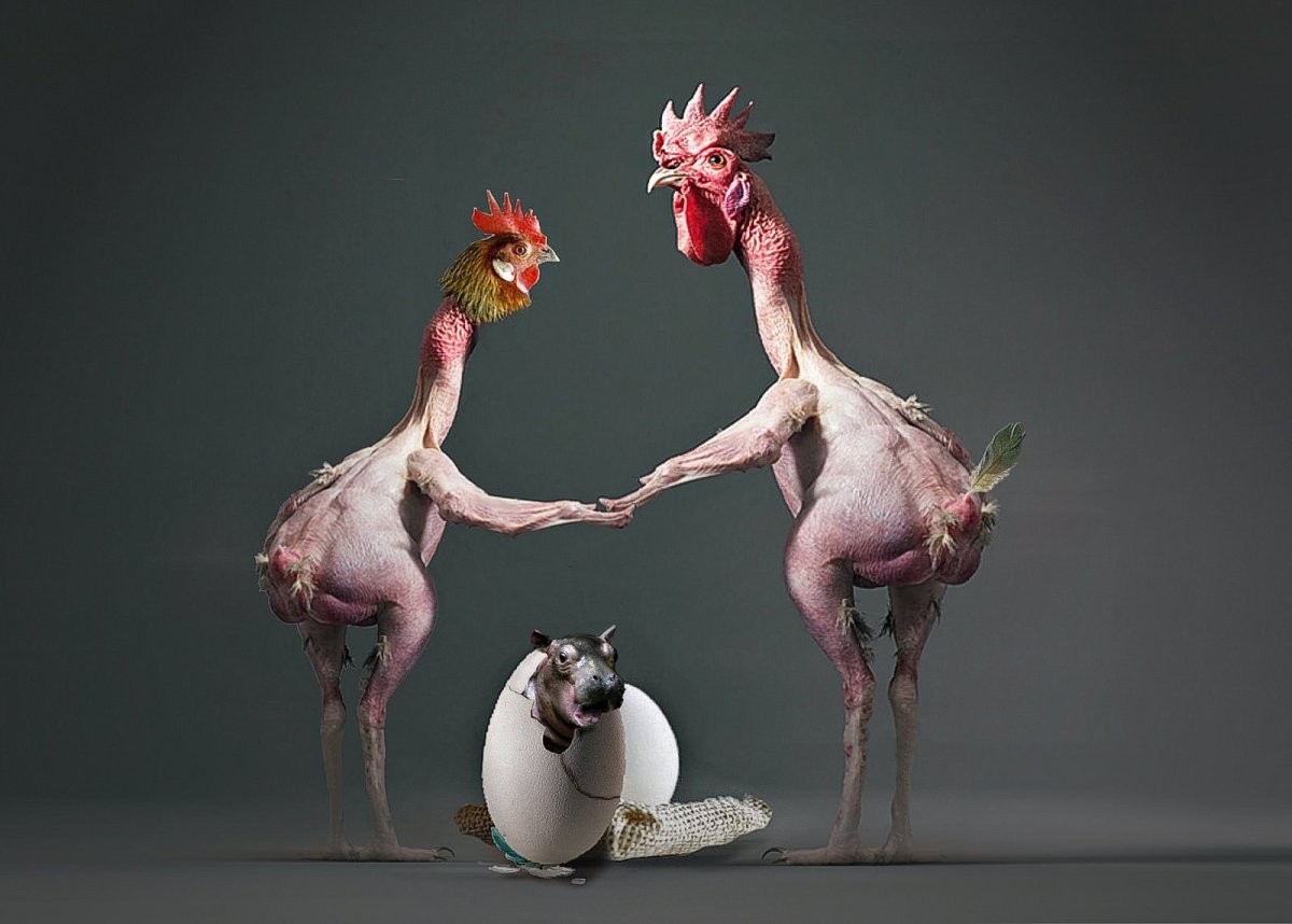 Лысая Сова без перьев