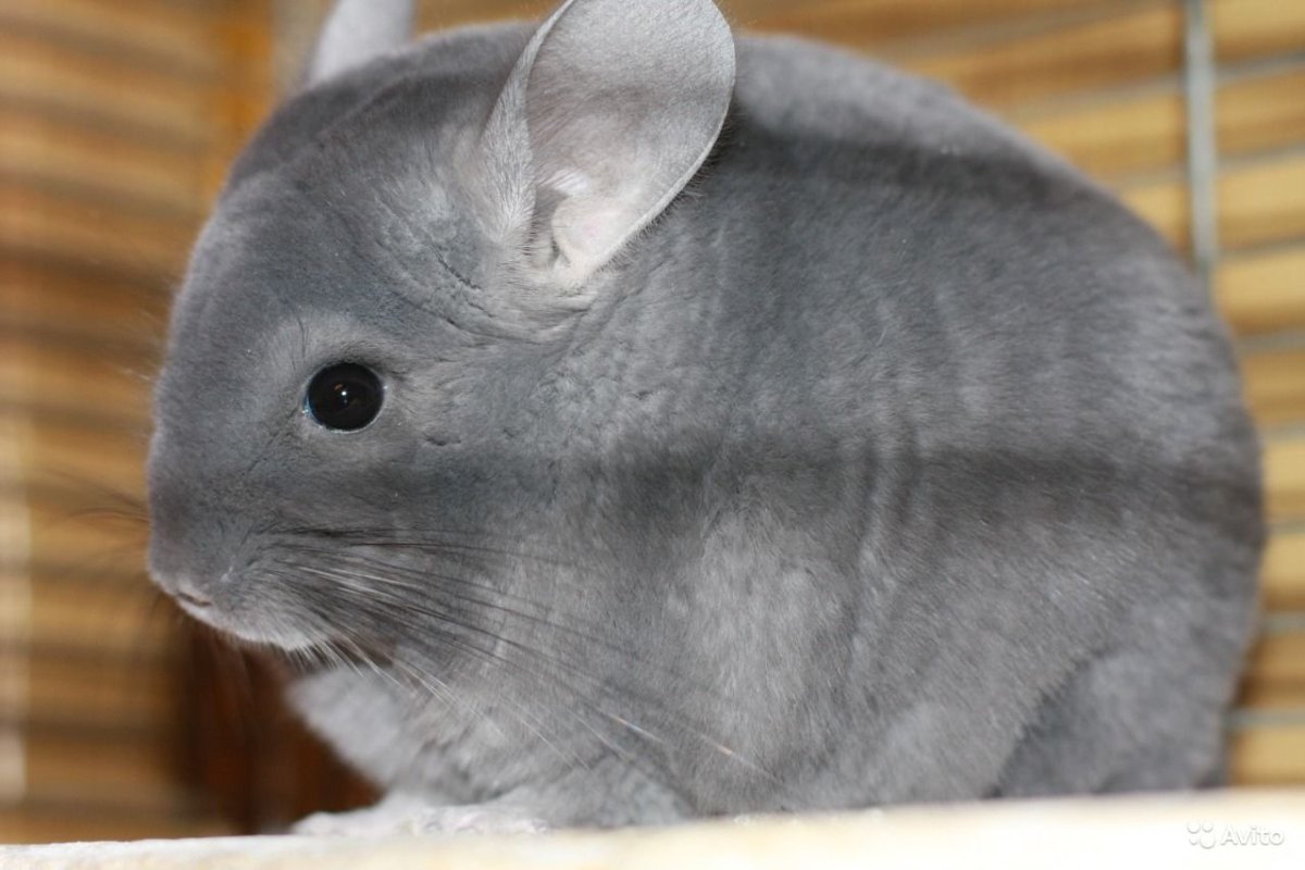 Шиншилла рекс фиолетовый