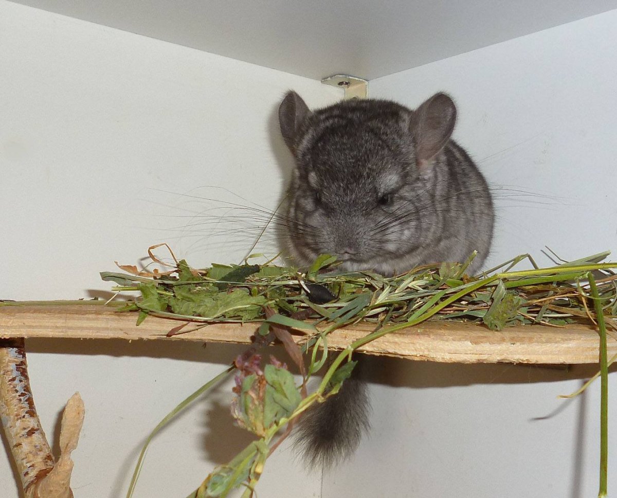 Летучая шиншилла