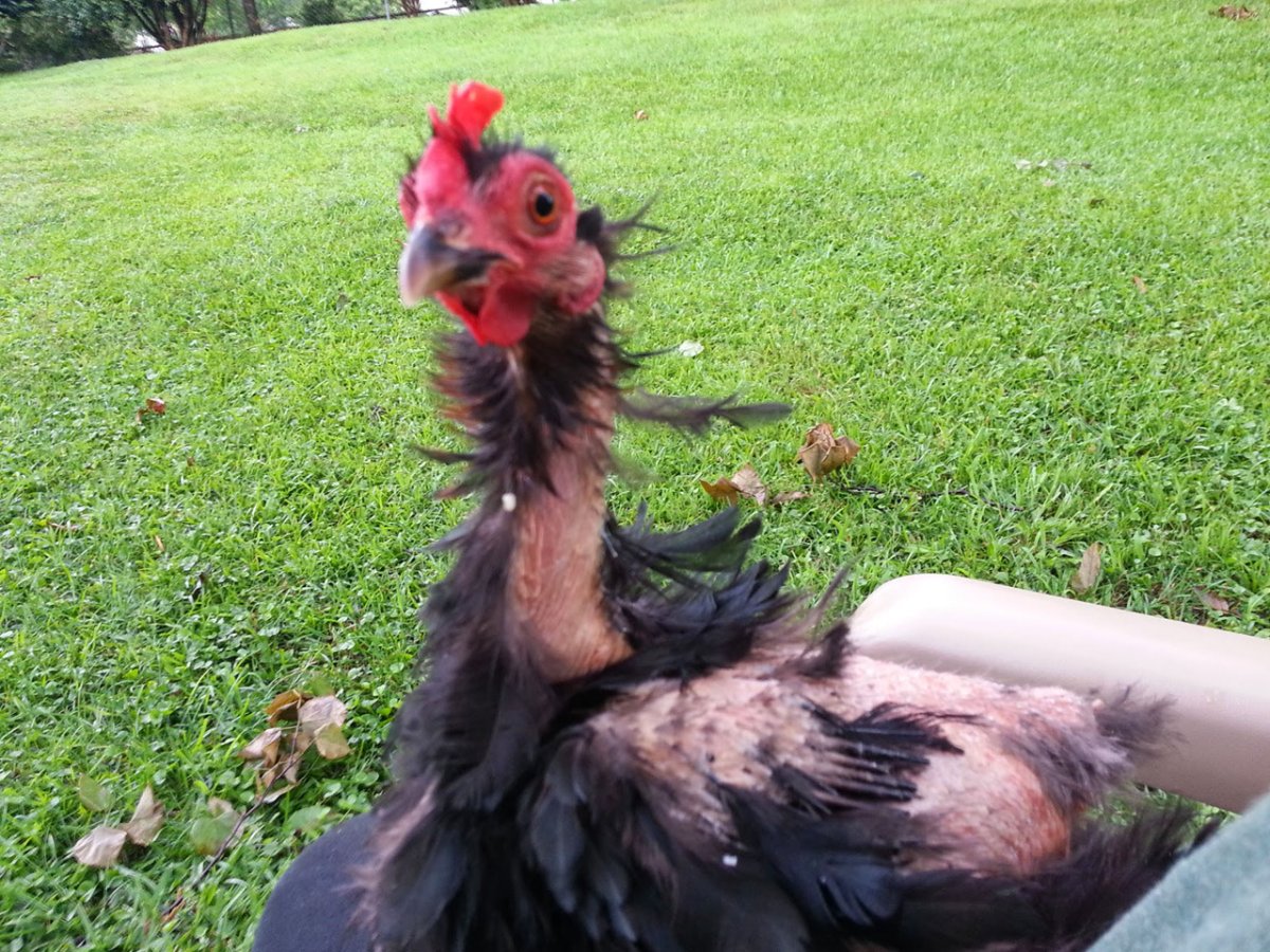 Бентамка курчавая